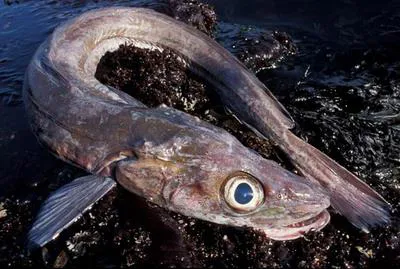 Blue ling (Molva dypterygia)