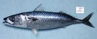 Blue mackerel (Scomber australasicus)