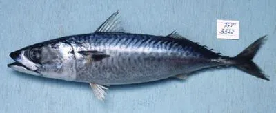 Blue mackerel (Scomber australasicus)