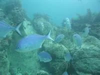 Blue maomao (Scorpis violacea)
