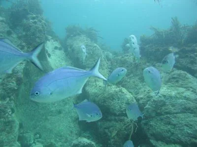 Blue maomao (Scorpis violacea)