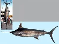 Blue marlin (Makaira nigricans)