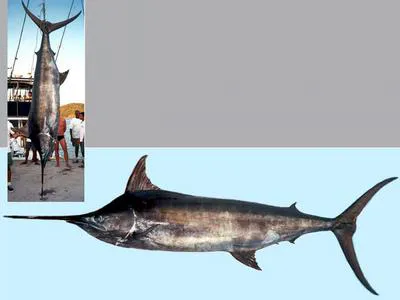 Blue marlin (Makaira nigricans)