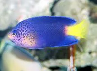 Blue Mauritius angelfish (Centropyge debelius)