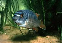 Blue mbuna (Labeotropheus fuelleborni)