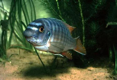 Blue mbuna (Labeotropheus fuelleborni)