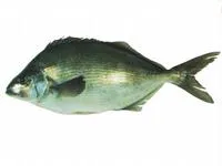 Blue moki (Latridopsis ciliaris)