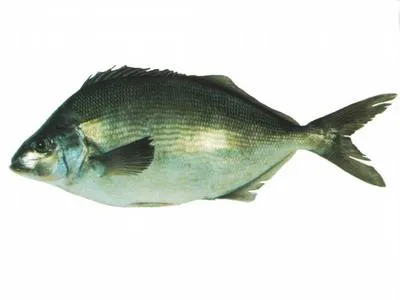 Blue moki (Latridopsis ciliaris)
