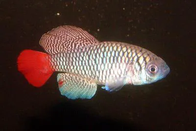 Blue notho (Nothobranchius patrizii)