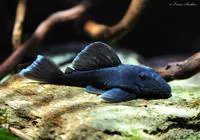 Blue panaque (Baryancistrus beggini)