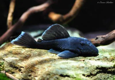 Blue panaque (Baryancistrus beggini)