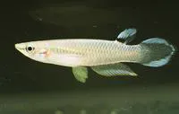 Blue panchax (Aplocheilus panchax)