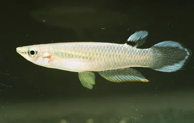Blue panchax (Aplocheilus panchax)