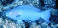 Blue parrotfish (Scarus coeruleus)