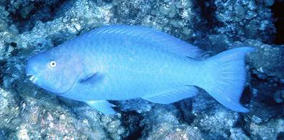 Blue parrotfish (Scarus coeruleus)