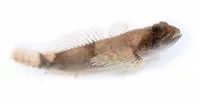 Blue Ridge sculpin (Cottus caeruleomentum)