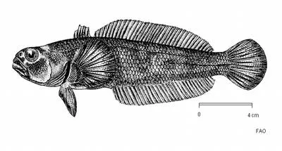 Blue rockcod (Notothenia cyanobrancha)