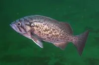 Blue rockfish (Sebastes mystinus)