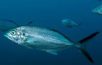 Blue runner (Caranx crysos)