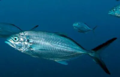 Blue runner (Caranx crysos)
