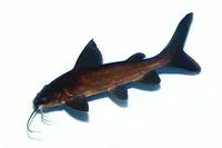 Blue salmon catfish (Neoarius graeffei)