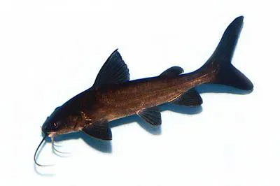 Blue salmon catfish (Neoarius graeffei)