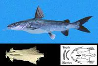 Blue sea catfish (Ariopsis guatemalensis)