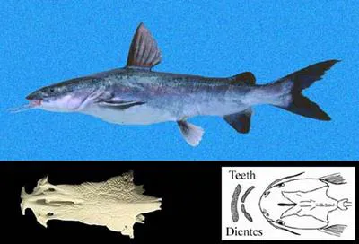 Blue sea catfish (Ariopsis guatemalensis)