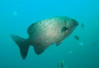 Blue sea chub (Kyphosus cinerascens)