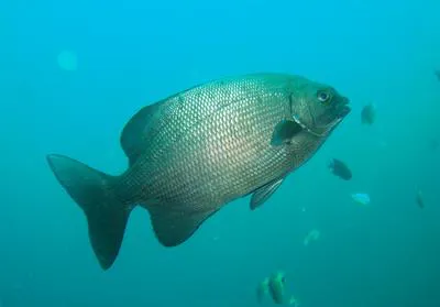 Blue sea chub (Kyphosus cinerascens)