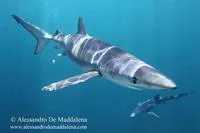 Blue shark (Prionace glauca)