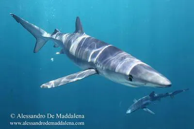 Blue shark (Prionace glauca)