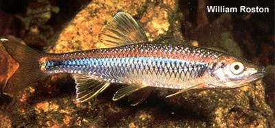 Blue shiner (Cyprinella caerulea)