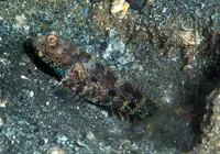 Blue-speckled prawn-goby (Cryptocentrus caeruleomaculatus)