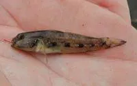 Blue-speckled prawn goby (Cryptocentrus octofasciatus)
