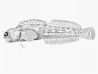Blue-spotted blenny (Blenniella caudolineata)