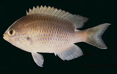 Blue-spotted chromis (Chromis dasygenys)