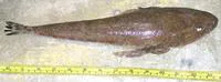 Blue-spotted flathead (Platycephalus caeruleopunctatus)