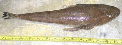 Blue-spotted flathead (Platycephalus caeruleopunctatus)