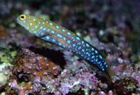 Blue-spotted jawfish (Opistognathus rosenblatti)