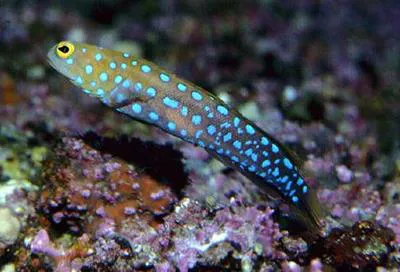 Blue-spotted jawfish (Opistognathus rosenblatti)