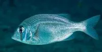 Blue-spotted large-eye bream (Gymnocranius microdon)