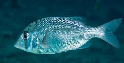 Blue-spotted large-eye bream (Gymnocranius microdon)