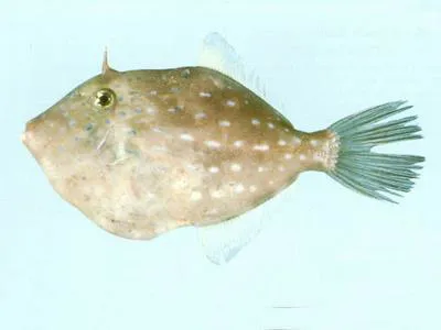 Blue-spotted leatherjacket (Eubalichthys caeruleoguttatus)