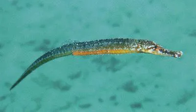 Blue-spotted pipefish (Hippichthys cyanospilos)