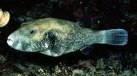 Blue-spotted puffer (Arothron caeruleopunctatus)