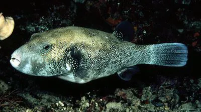 Blue-spotted puffer (Arothron caeruleopunctatus)