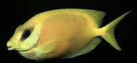 Blue-spotted spinefoot (Siganus corallinus)