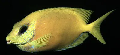 Blue-spotted spinefoot (Siganus corallinus)