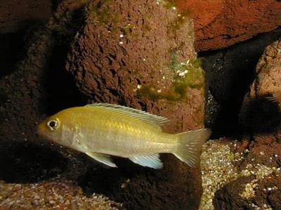 Blue streak hap (Labidochromis caeruleus)